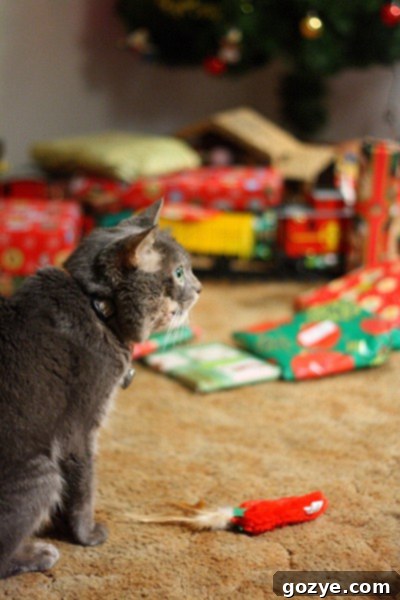 A loving photo of Murray, the grey cat, gazing intently, a reminder of cherished memories.