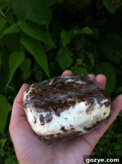 Crispy Peanut Butter Marshmallow Brownies - Inspiration image