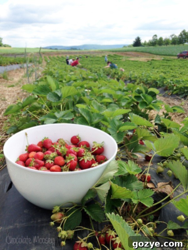 Picking fresh strawberries for Strawberry Shortcake Cheesecake