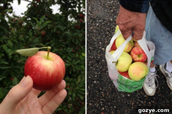 Apple Picking At Triple B Farm in Pittsburgh, PA, showing a basket of fresh apples
