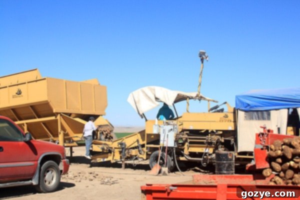 Idaho Potato Harvest with machinery working in the fields