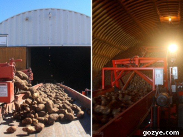 Idaho Potato Harvest close up of fresh potatoes in a field