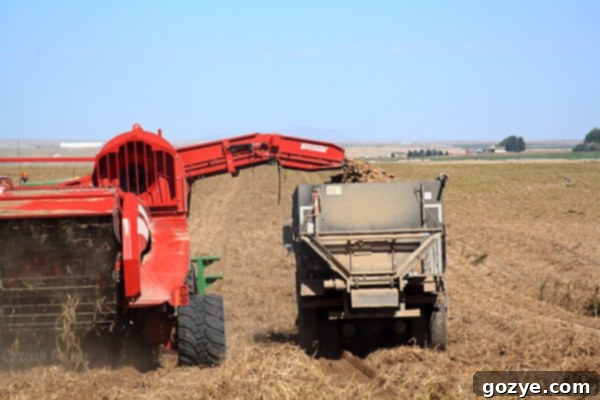 Idaho Potato Harvest showing a truck being loaded with potatoes
