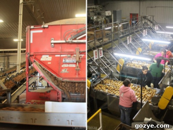 Inside an Idaho Potato storage barn