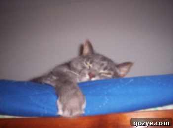Murray the cat sleeping peacefully, a furry companion during the holiday countdown