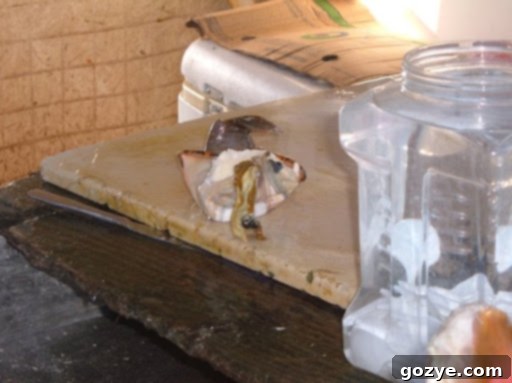 Fresh conch out of the shell in the Bahamas