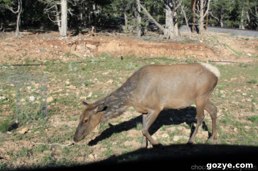 A majestic elk stands calmly near the Grand Canyon's Visitor Center, observed from a car window.