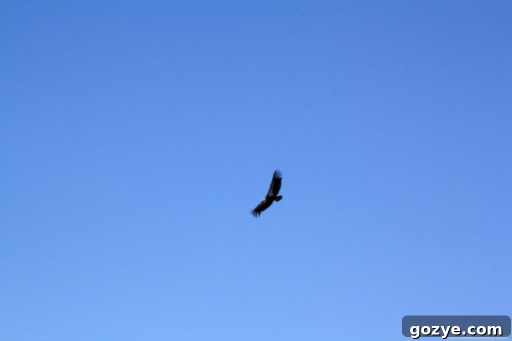 A majestic California Condor soaring high above the Grand Canyon.