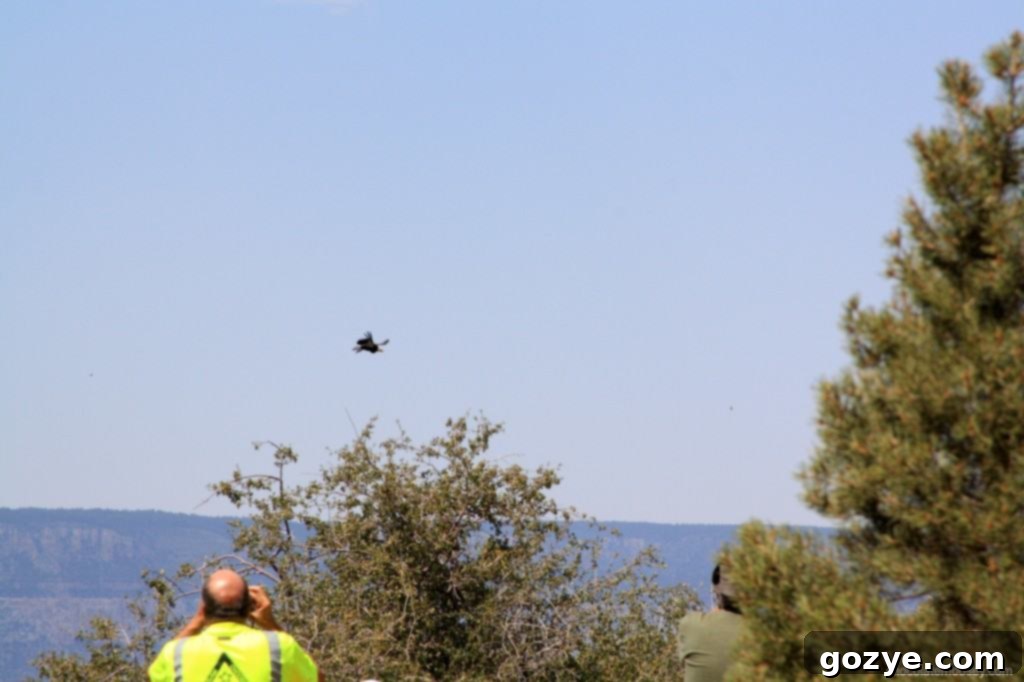 Another view of a California Condor in the Grand Canyon, showcasing its impressive size.