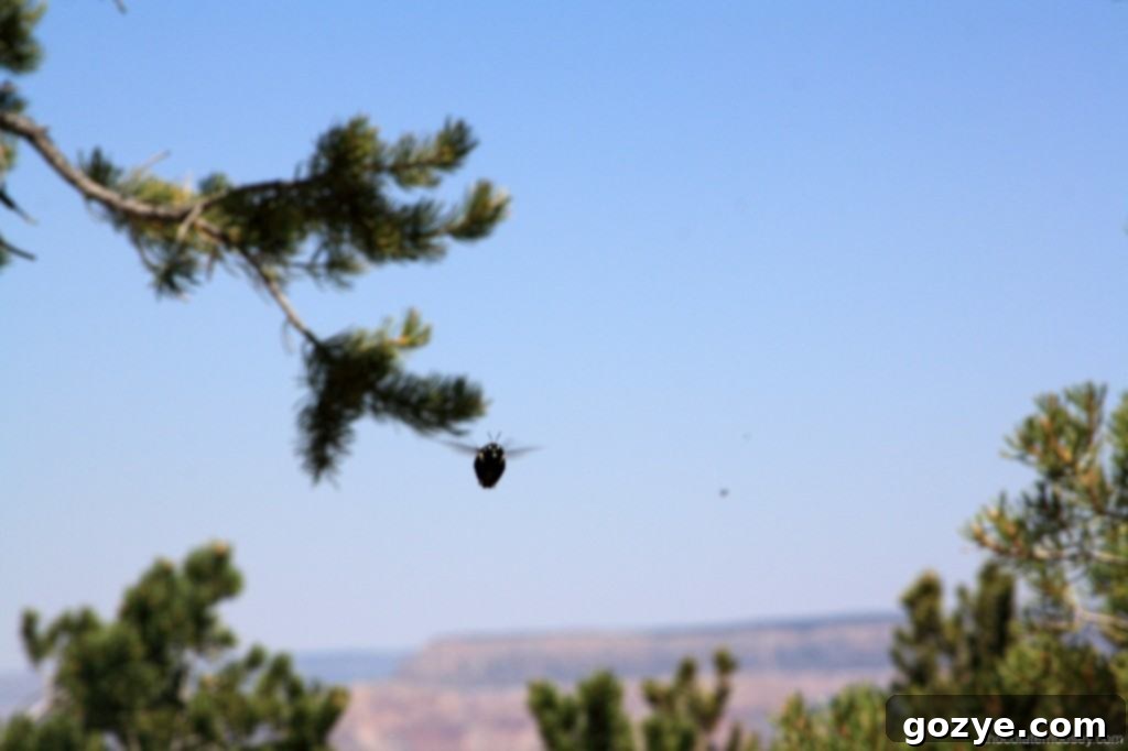 A large, fuzzy bumble bee foraging on a flower in the Grand Canyon area.