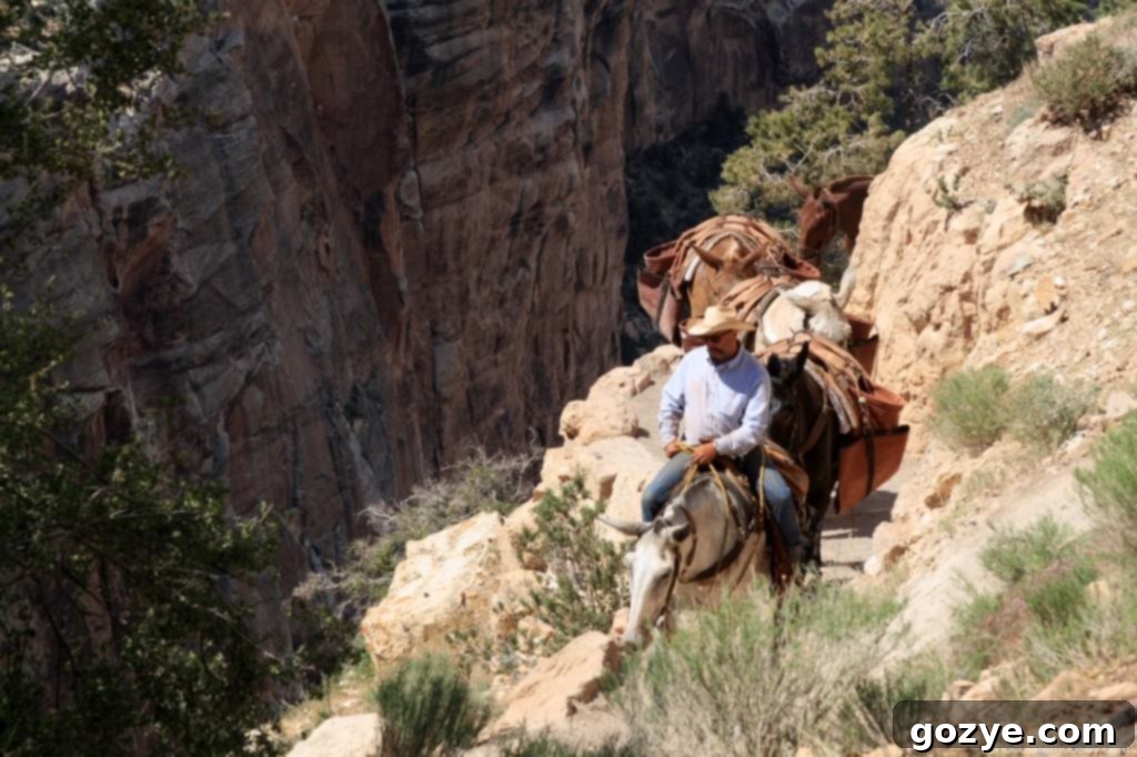 A sun-drenched view of the canyon, with bright highlights and deep shadows.