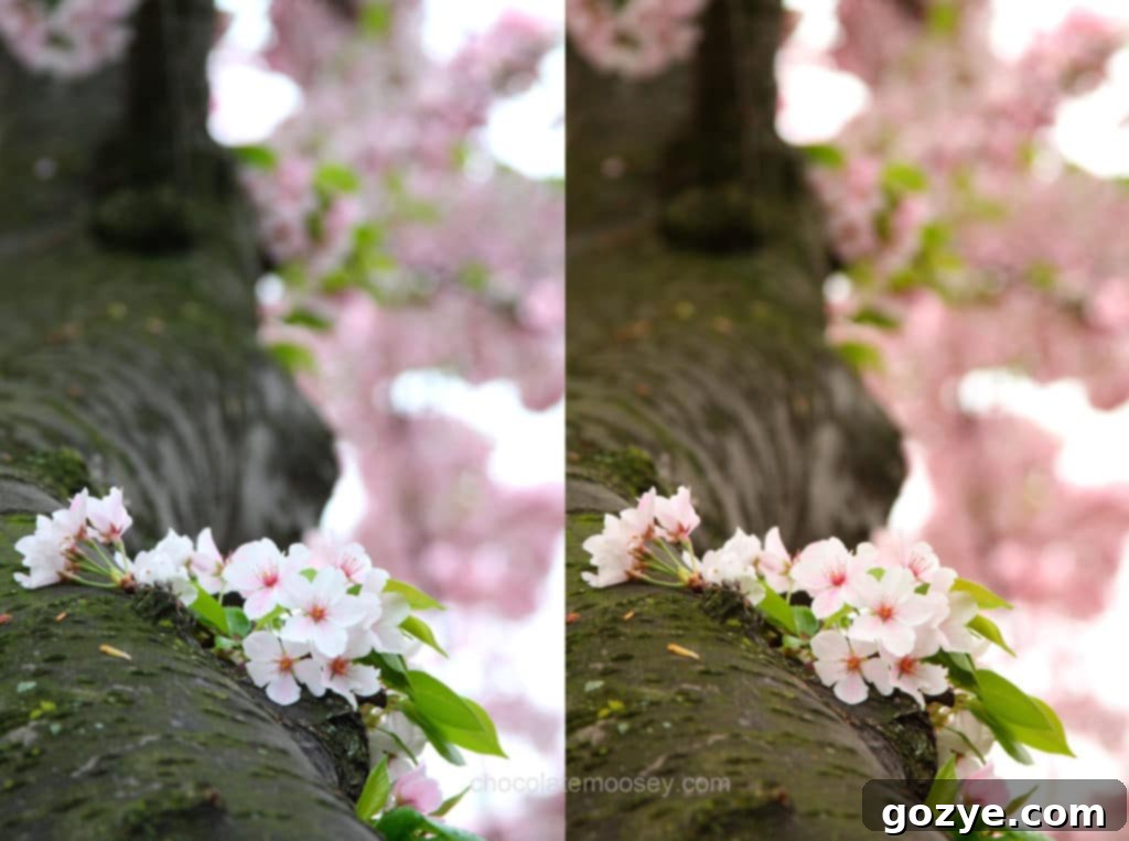 Cherry Blossoms Auto vs Custom White Balance