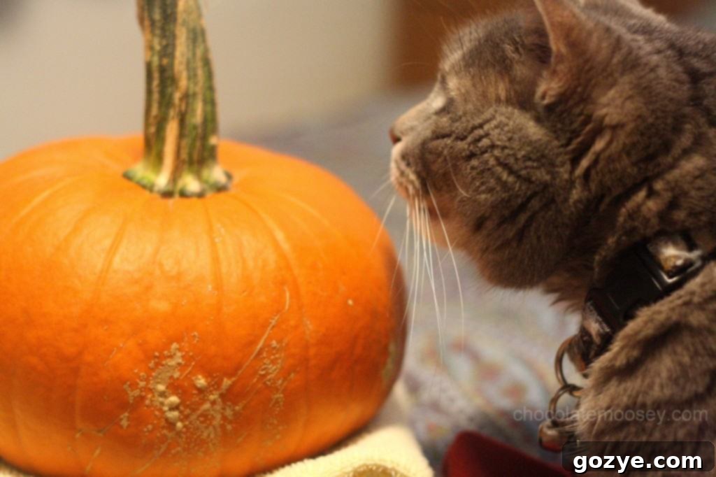 Murray the dog curiously sniffing a pumpkin, first pose