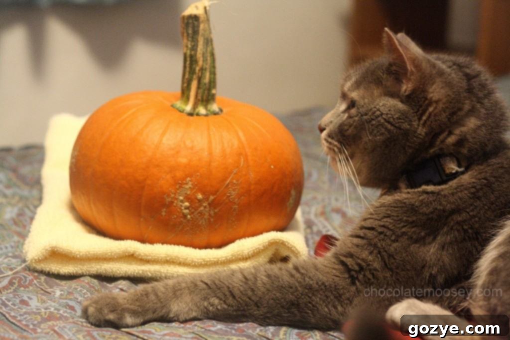 Murray the dog posing with a pumpkin