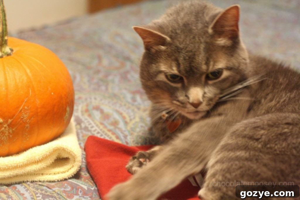 Murray the dog walking away from the pumpkin