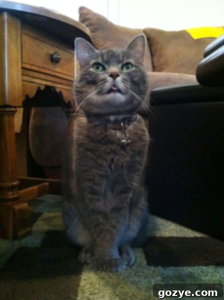 Murray-sitting Murray, my beloved cat, sitting calmly