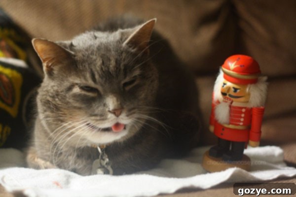 Murray-Christmas Murray enjoying Christmas