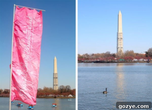 Early blooms at Washington DC Cherry Blossom Festival, showing the serene Tidal Basin with budding trees