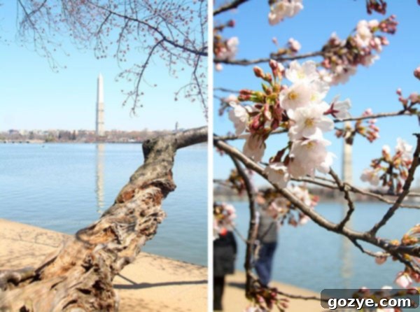 A panoramic view of the Tidal Basin and its surrounding landscape during the Cherry Blossom season