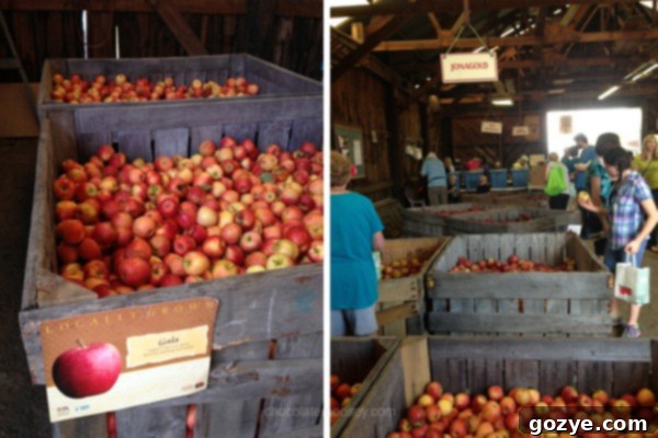 Variety of fresh apples for sale at the Delmont Apple Festival barn
